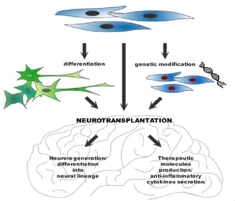 Current Approaches To The Mesenchymal Stem Cell Based Neuroregeneration