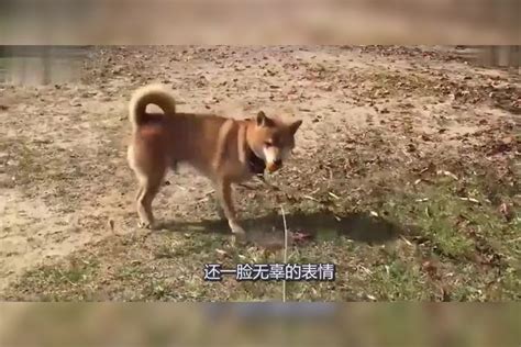 柴犬偷柿子被主人发现，狗狗的表情太逗了，狗：有啥事？柿子狗狗柴犬