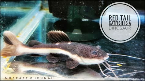 Sandai Seval Bichier Fish Redtail Catfish Mini Update READTAIL CATFISH