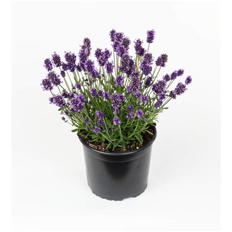 Lavandula La Diva Eternal Elegance Products Dümmen Orange