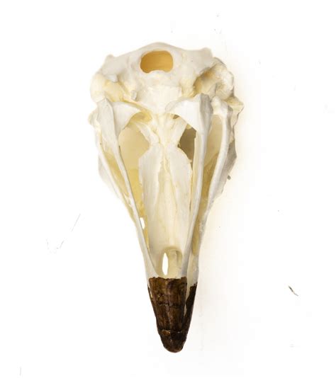 King Vulture Skull Replica