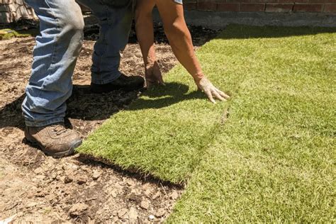 Tips For Successful Sod Installation Lawn Capital