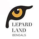 Lepardland Bengal Gato Bengal Lepardland