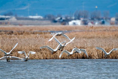 Where to see wild swans migrating through Utah in March