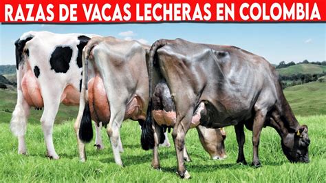 Razas De Vacas Lecheras En Colombia Vacas Lecheras Youtube