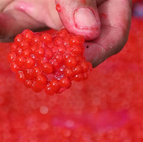 Tips For Curing Salmon Eggs Becharof Lodge On The Egegik River