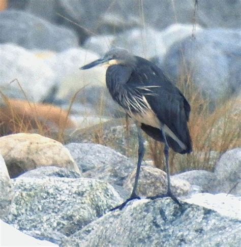 White Bellied Heron Wikipedia En