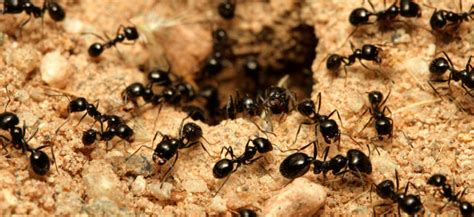 Trucos Caseros Para Ahuyentar A Las Hormigas De Forma Natural Anipedia