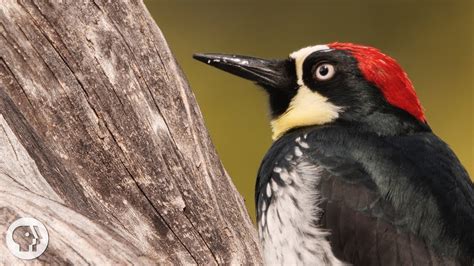 Do Woodpeckers Eat Bird Seed? Trust The Answer - Musicbykatie.com