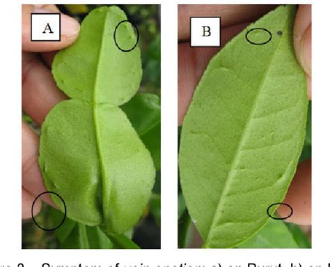 Figure 3 From The Effect Of Single And Dual Infections Of Citrus Tristeza Virus And Citrus Vein