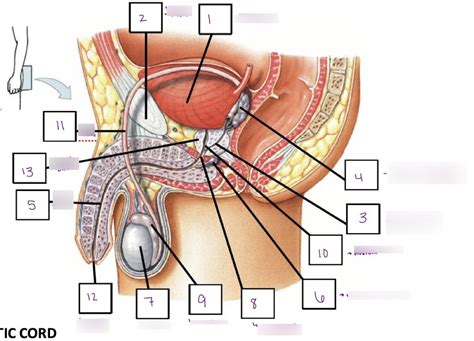 Male Pelvis Diagram Quizlet