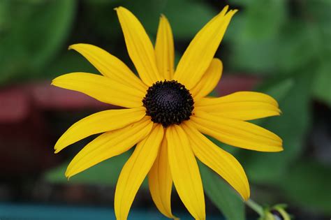 20 Beautiful Yellow Flowers For Your Garden Inspiration