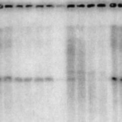 Synthesis And Processing Of High Molecular Weight HCMV DNA In