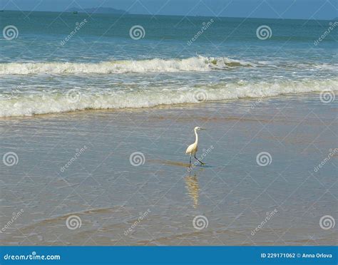 Heron On Betalbatim Beach In South Goa India Stock Photo Image Of