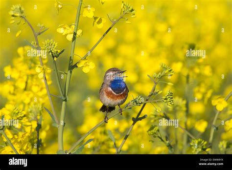 White Spotted Bluethroat Luscinia Svecica Cyanecula Male Calling From