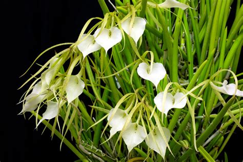 Brassavola Nodosa Rf Orchids Store