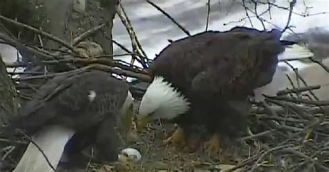 Pittsburgh Eagle Cam: Find Out Why Everyone Is Watching