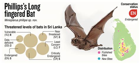 Researchers confirm new species of bat-By Kasun Warakapitiya