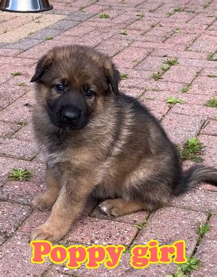 Big chunky German Shepherd puppies for sale | UKPets