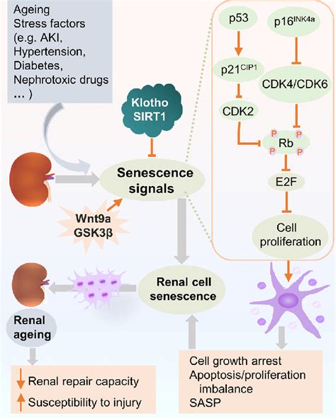 Cellular Signaling Pathways Involved In Cell Senescence In Renal