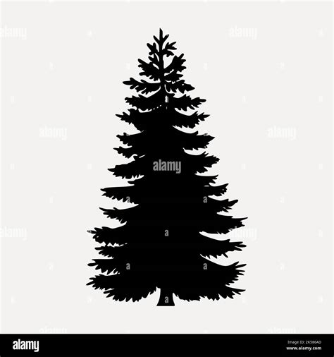 Pine Tree Silhouette Clipart Botanical Illustration In Black Vector