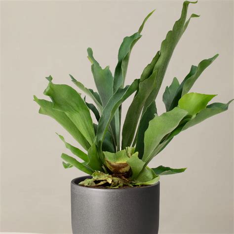 Staghorn Fern Care 5 Expert Tips For This Leafy Houseplant Homes And Gardens