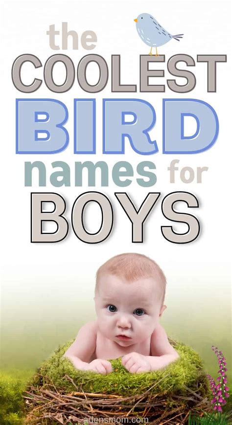 109 Incredible Bird Names for Boys [New 2025]