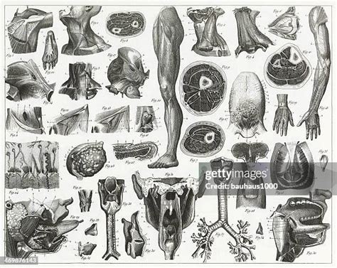 788 Homo Sapien Skull Drawing High Res Illustrations - Getty Images