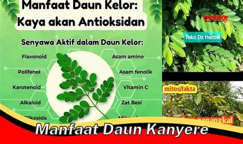 Temukan Manfaat Daun Kanyere Yang Jarang Diketahui Biotifor