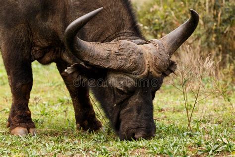 African Buffalo Syncerus Caffer Stock Image Image Of National Alert