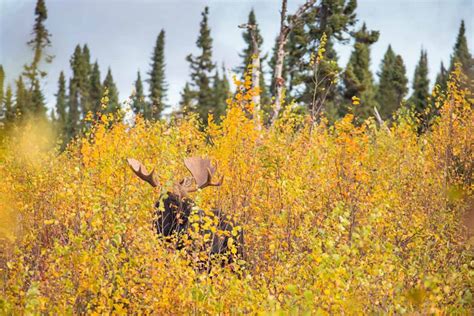 Moose Habitat | US Forest Service