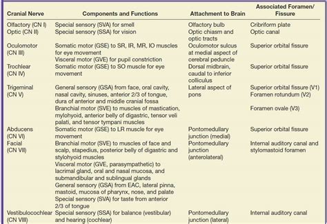 The Cranial Nerves | Radiology Key