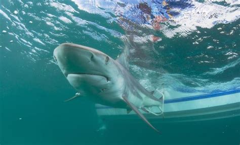 Pescadores argentinos encuentran restos humanos en tiburón