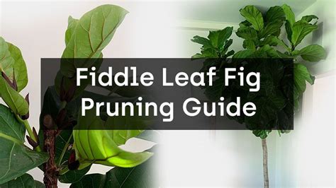 Fiddle Leaf Fig Pruning Guide - Fiddle Leaf Fig Care