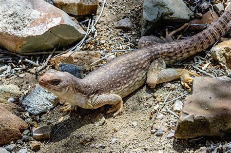 Desert Iguana