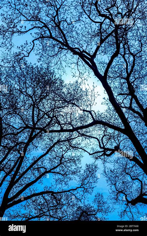 Ramas de árboles desnudas mirando hacia arriba al cielo oscuro de la