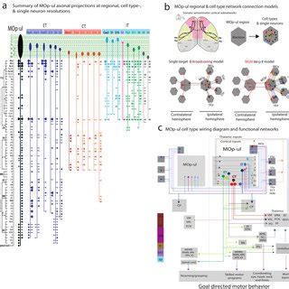 Brain Wide Inputs To MOp Ul By Layer And Class A Key Shows The