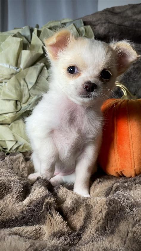 Micro teacup chihuahua puppies for sale – Artofit