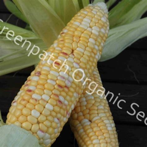 Corn Sweet Anasazi Quality Garden Supplies