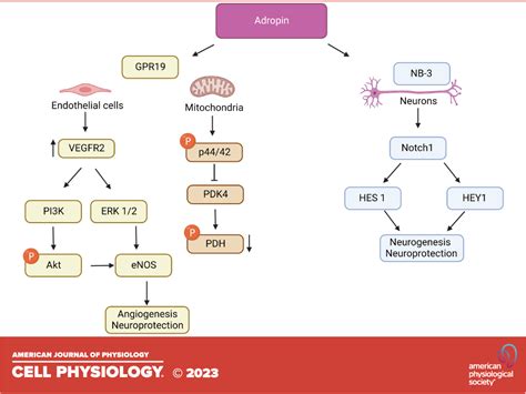 Protective Roles Of Adropin In Neurological Disease American Journal