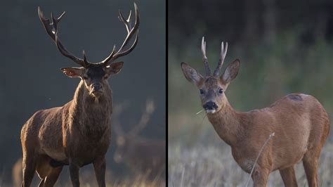 Quelles différences entre un chevreuil et un cerf Le chasseur français