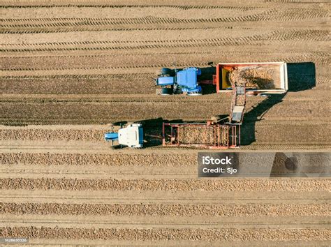 Tractors Harvesting Onions In A Field Seen From Above Stock Photo ...