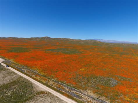 Antelope Valley Poppy Reserve - Drone Photography