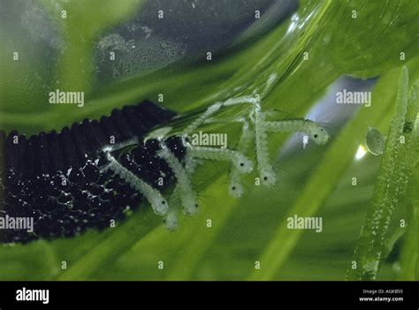 Mosquito eggs hi-res stock photography and images - Alamy