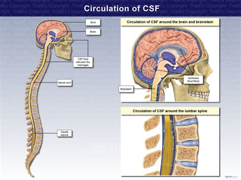 Circulation Of Csf Trialquest Inc