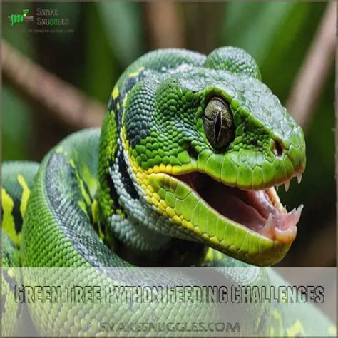 green tree pythons    eat  wild  captivity