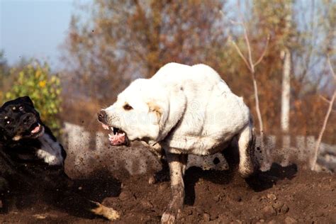 Alabai Breed Dog Attacks A Stray Dog Protects Own Territory Stock