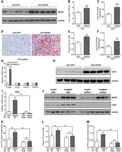 Overexpression Of Nr F Promotes Liver Steatosis In C Bl Mice