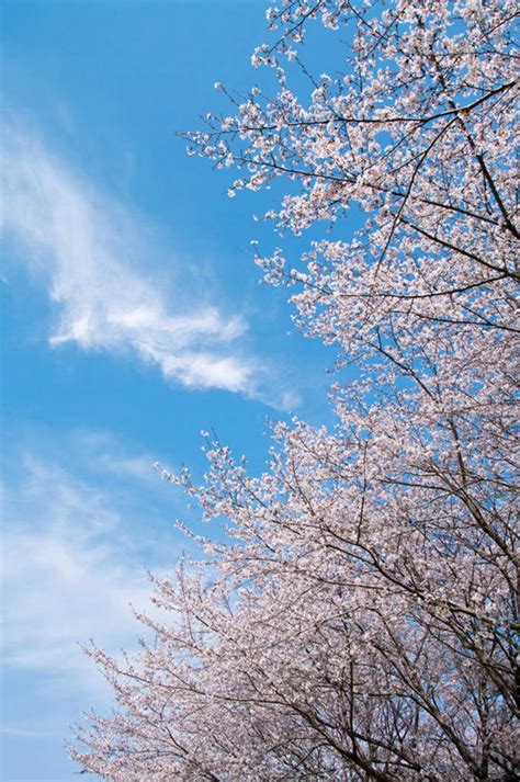 无人竖图室外白天仰视幸福纯洁美景植物樱花许多阴影盛开光线影子景观云云朵枝条很多花蕾云彩花花瓣