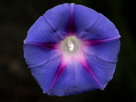 common morning glory ipomoea purpurea edible plant edible plant